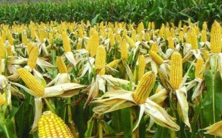 登海123玉米种子特征特性,春播4月下旬至5月上旬播种