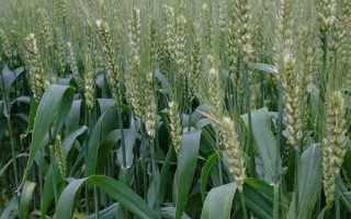 郑麦113小麦种子介绍,全生育期215.9天