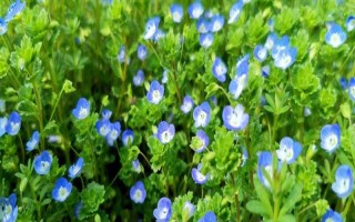 阿拉伯婆婆纳草有哪些特点，高约10-50厘米