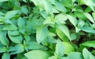 怎么种植罗勒,播种前在温水中浸泡10分钟