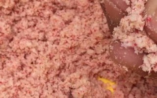鲢鳙开口时间和停口时间,夏季食欲最为旺盛