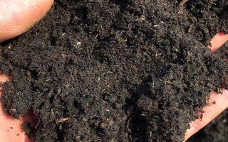 琼花的花语,寓意魅力无限、完美的爱情等