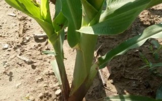 张玉1355玉米种子特征特性,种植密度3500株/亩左右