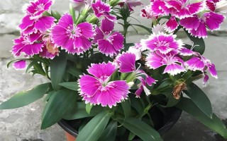 怎么修剪石竹花，刚种下就要立刻进行修剪