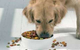 狗狗突然呕吐的原因,可能是吃的太多所致