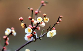 梅花的花期有多长，通常持续一个月左右