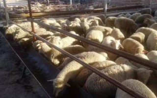 喂养15只羊如何节省成本,种草养羊可以节省饲料