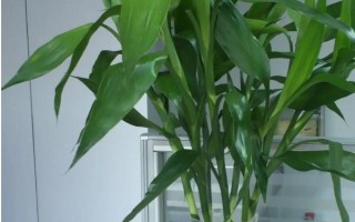 富贵竹拦腰剪掉能否成活，具有较强的生命力可以存活