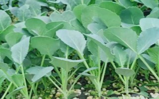 春甘蓝冬季育苗的要点，苗床土要选择没有种植过十字花科蔬菜的田园土