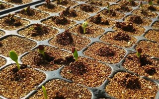 铁线莲怎么繁殖，以扦插、播种、压条为主
