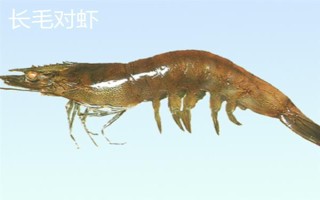 对虾和明虾的区别,明虾又叫做中国对虾