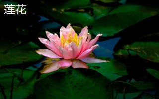 黑暗之花有哪些,常见彼岸花、双生花、黑百合等品种