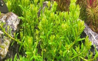 印度小圆叶水草好不好养，适应能力强容易养