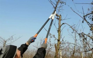 油桃树的剪枝方法，生长发育的前期以造型修剪为主