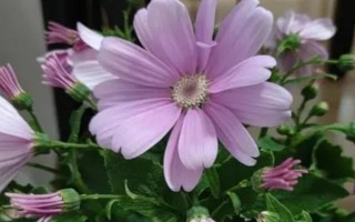 瓜叶菊种子怎么收，待种子成熟之后直接用手摘取即可