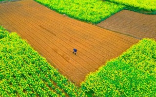 春分的种植注意事项，在春季播种时要施足底肥