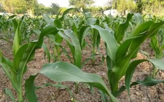 宜单629玉米种子介绍，抗病虫接种鉴定中抗大斑病