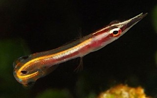 班度鳚好不好养，攻击性较强但容易饲养