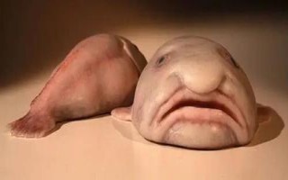 水滴鱼能不能吃，本身并不适合食用