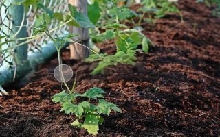 苦瓜的整枝打叉方法，把枝蔓顶端的叶梢剪除可促进侧枝生长