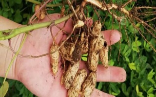 三月种的花生几月会成熟,通常在6-8月份成熟
