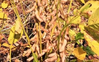 中豆66大豆种简介,高肥力地块4万株