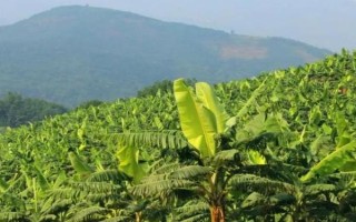 降低香蕉寒害的解决方案,可多施有机肥、钾肥