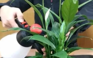水培白掌的养殖方法,夏季一个星期换水一次