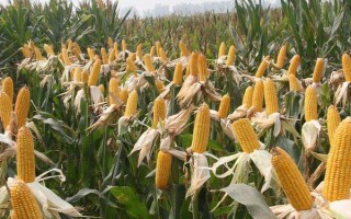 登海605玉米种子介绍,生育期约138天