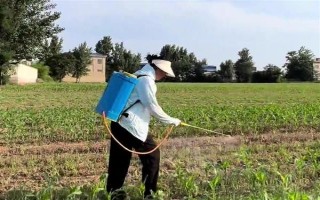 冬季打农药要注意什么，在晴天高温时段用药效果更好