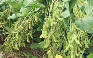 吉育627大豆种简介,中熟品种