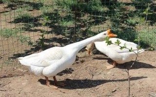 鹅能当宠物养吗，鹅可以当宠物养