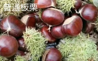 尖板栗是什么品种，中文名称叫做锥栗
