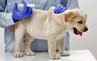 购买狗狗有哪些注意事项，要先查看是否打了疫苗