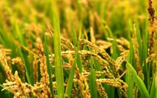 水稻贪青晚熟的预防措施，应注意种植密度和合理施肥等