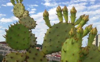 仙人掌的寓意是什么,寓意坚强性格、刚毅爱情等