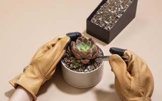 立秋能否对多肉换盆,可以更换但要避免根系和叶片受损