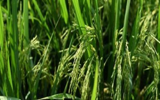 耕香优荔丝苗水稻品种简介,籼型三系杂交晚稻迟熟品种