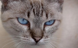猫瞳孔为什么会变大变小,会因为不同的心情而改变