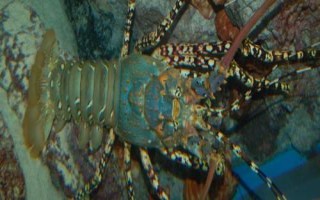 锦绣龙虾是什么动物，是龙虾科龙虾属甲壳动物