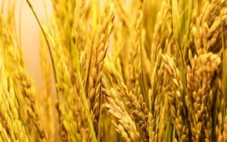 先天麦12号小麦种子特点，适宜播种期10月中下旬