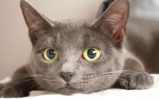 猫瞳孔为什么会变大变小,会因为不同的心情而改变