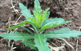 野菜刺儿菜的市场价格，市场价格5到10元一斤