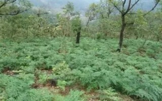 引种天麻要注意什么，当地的气候满足条件才能种植