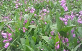 白芨的种类和种植方法，种植时要选择阴坡生荒地