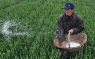 小麦叶尖发黄的原因，氮肥施用过多或除草剂药害均会导致