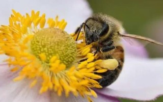 蜜蜂王国的分工，蜂王负责产卵繁衍