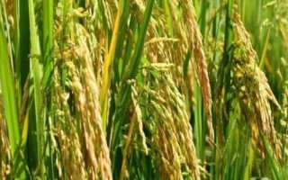 我国农作物熟制，不同地区的主要作物不同