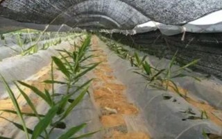 种植生姜要遮阴的原因,植株不耐高温和强光