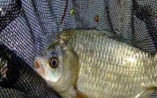 鲫鱼和鲤鱼的区别，可通过有无“胡须”辨别